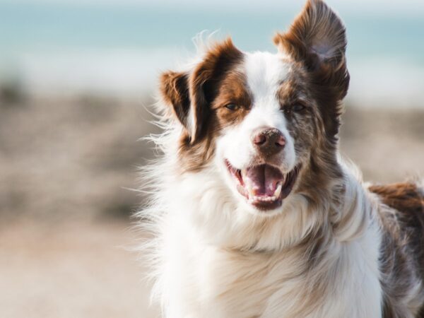 Happy dog in a sunny Australian backyard near its food bowl