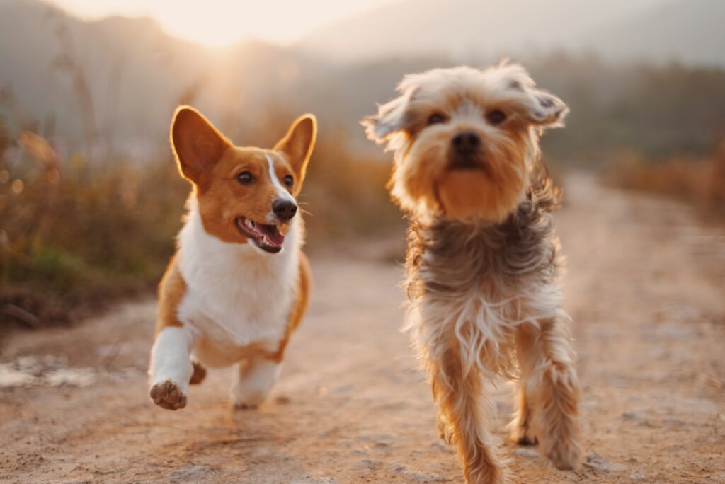 Happy dog and cat together - pet food labels guide