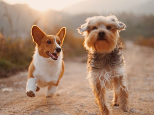 Happy dog and cat together - pet food labels guide