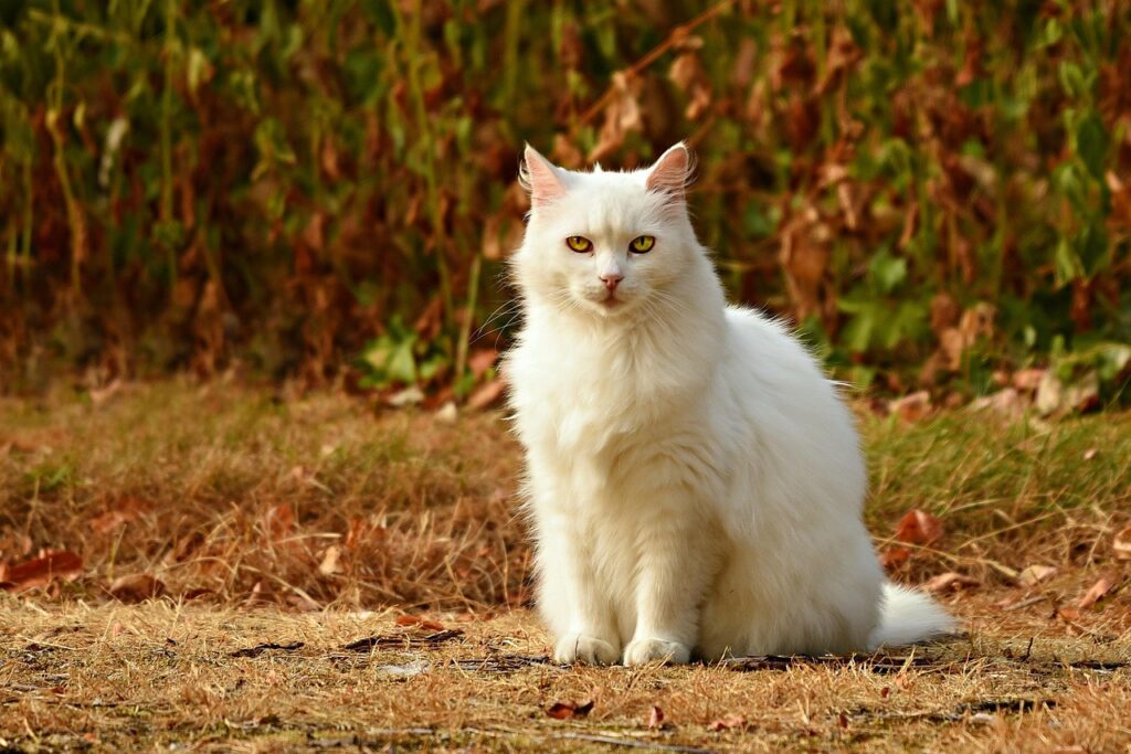 White cat lying in sunlight — light-coated pets face a higher risk of sunburn and skin cancer in Australia
