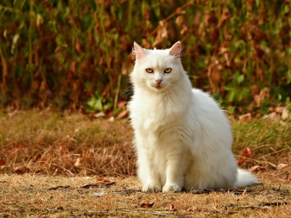 White cat lying in sunlight — light-coated pets face a higher risk of sunburn and skin cancer in Australia