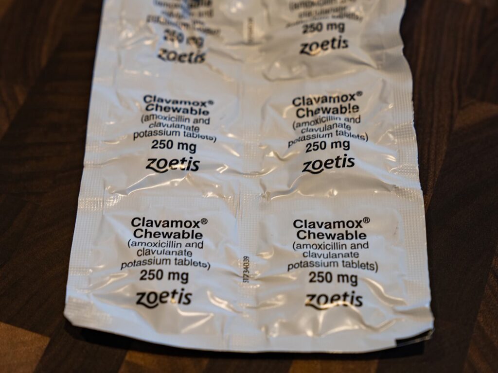 Clavamox Chewable Dog Antibiotics (48859713322)