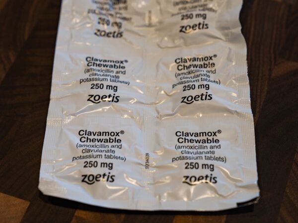 Clavamox Chewable Dog Antibiotics (48859713322)