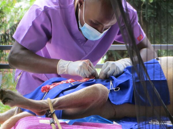 Vet performing surgery on a guard dog