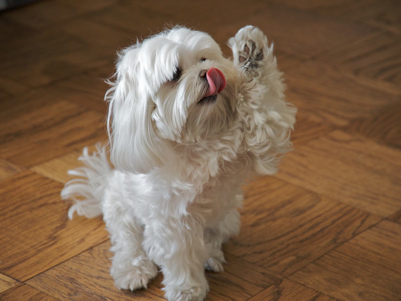 A cute Maltese dog