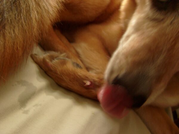 Dog licking wound