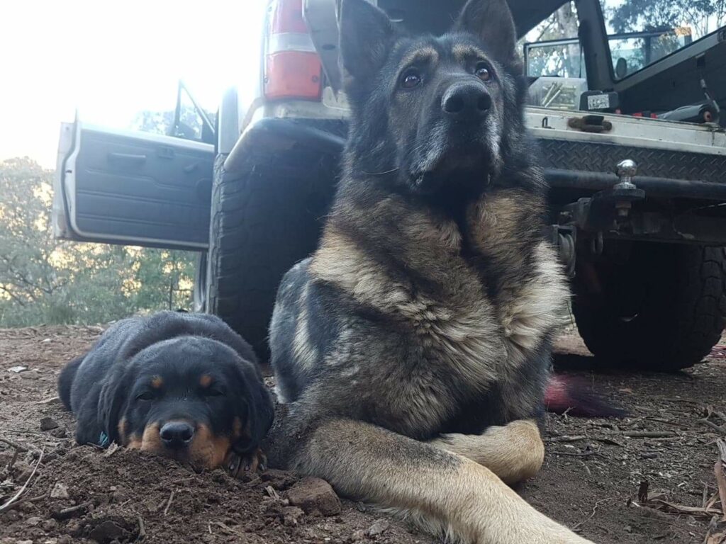 Rottweiler puppy Steve, with his german sheperd 'cousin' Morgan