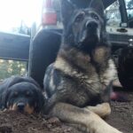 Rottweiler puppy Steve, with his german sheperd 'cousin' Morgan