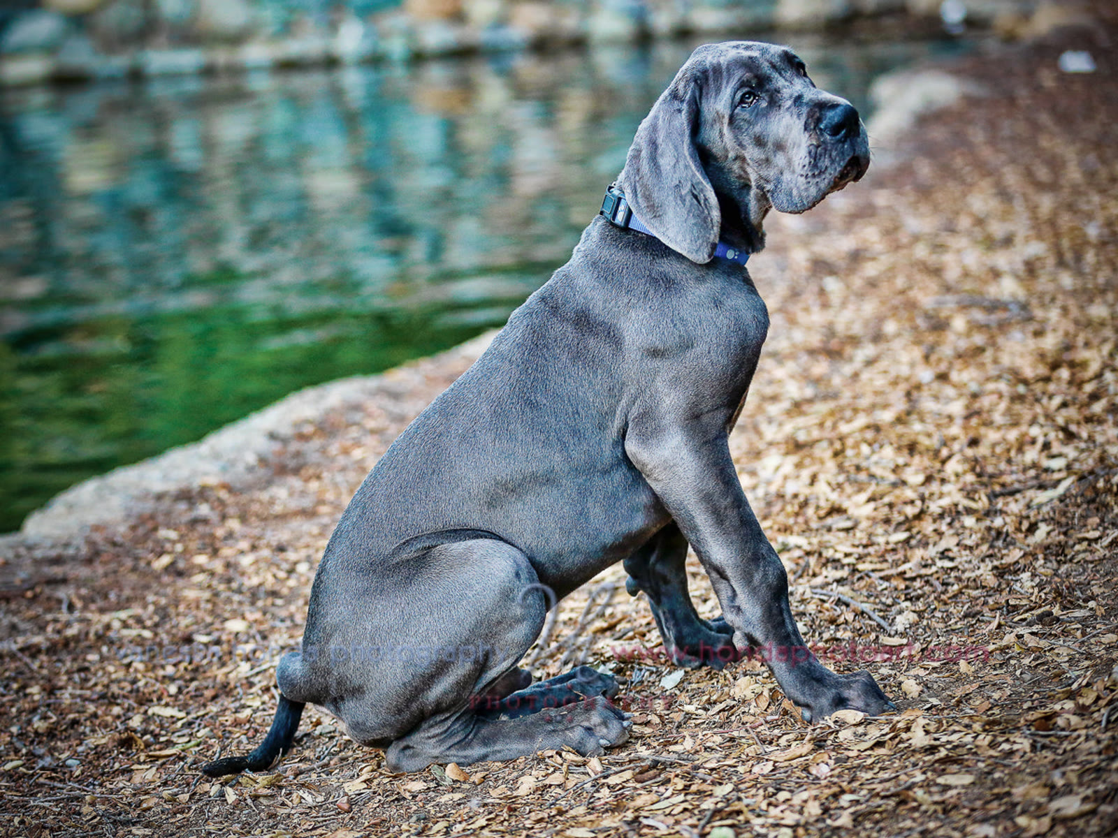Puppy (63051457)