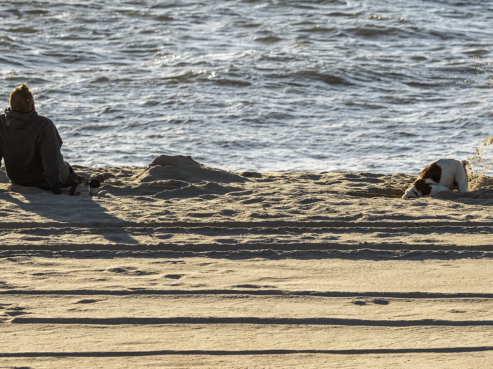 Digging dog Delaware seashore DE1