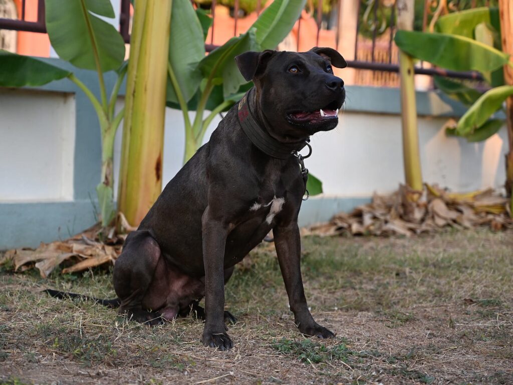 DSC 8683 A glossy black dog with a white chest patch sits alertly on the lawn in front of banana plants watching somethi