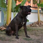 DSC 8683 A glossy black dog with a white chest patch sits alertly on the lawn in front of banana plants watching somethi