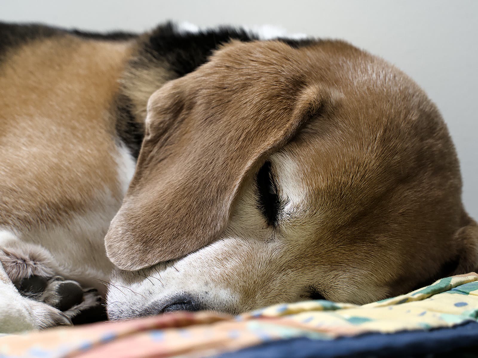 Beagle sleeping in Hautmont (DSC07212)