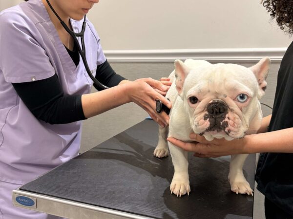 Stethoscope examination of a white dog in Newark, New Jersey