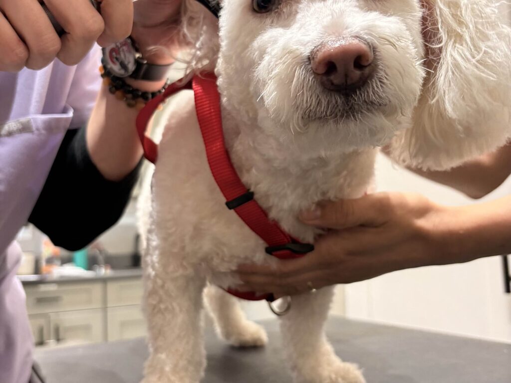 Ear examination of a white dog in Newark, New Jersey