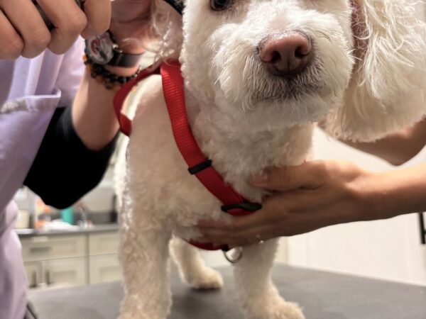 Ear examination of a white dog in Newark, New Jersey
