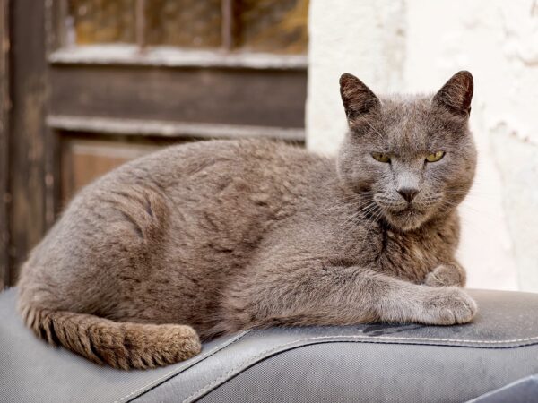 Cat in Piran, Slovenia, 20240504 1600 8594