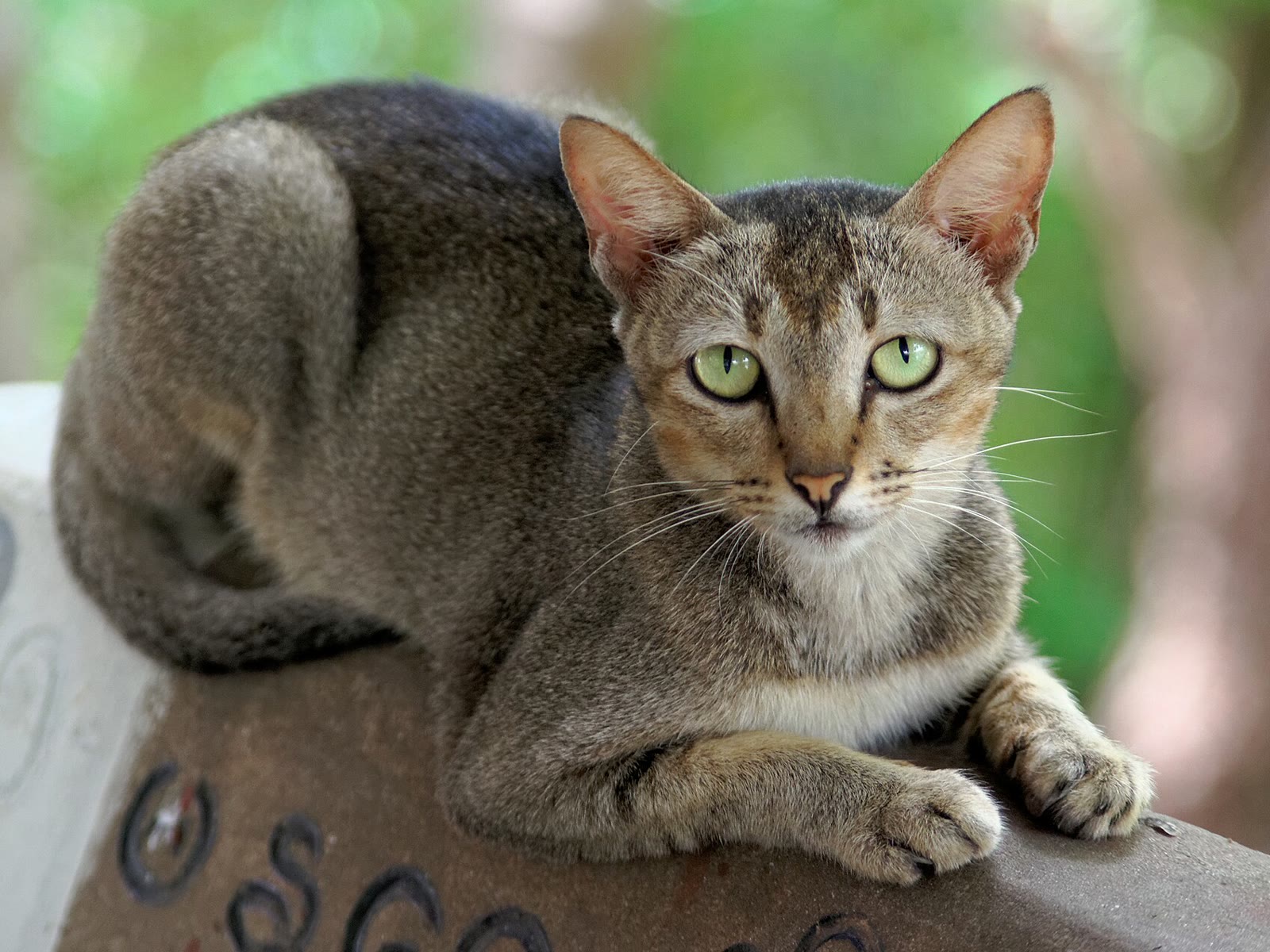 20160729 - Stray cat - Mandalay Hill - Mandalay, Myanmar - 5862