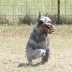 Schnauzer dog sitting calmly - companion image for a guide to stopping puppy biting and mouthing