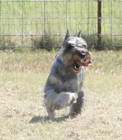 Schnauzer dog sitting calmly - companion image for a guide to stopping puppy biting and mouthing
