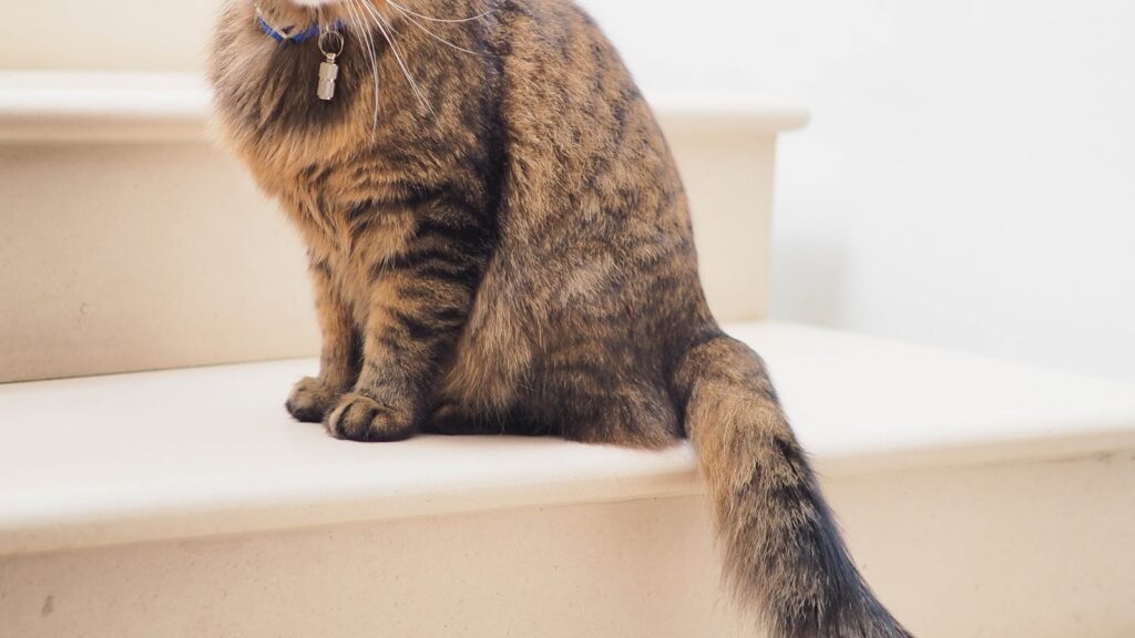 Contented cat relaxing indoors, enjoying spring enrichment activities at home in Australia