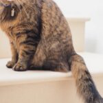 Contented cat relaxing indoors, enjoying spring enrichment activities at home in Australia