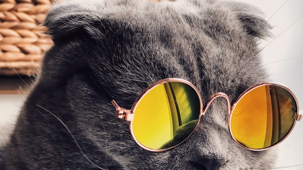 Cat at home during spring, needing a quick grass seed check after outdoor time