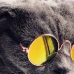 Cat at home during spring, needing a quick grass seed check after outdoor time
