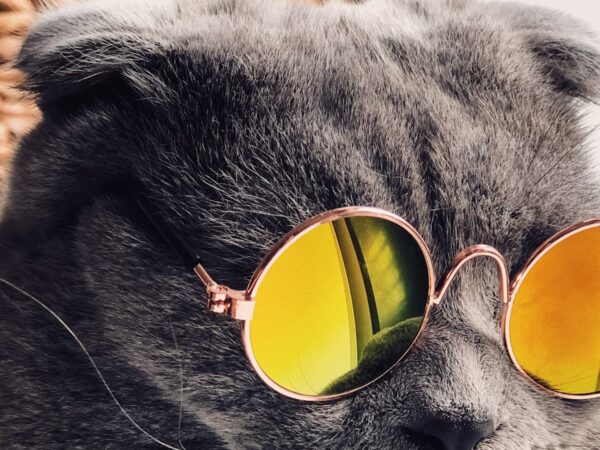 Cat at home during spring, needing a quick grass seed check after outdoor time
