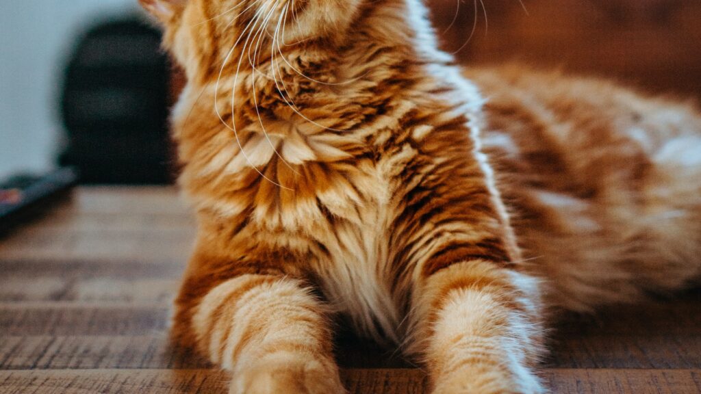 A cat scratching on a sisal scratching post beside a sofa in an Australian living room