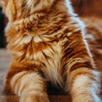 A cat scratching on a sisal scratching post beside a sofa in an Australian living room
