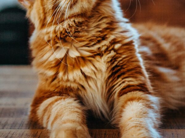 A cat scratching on a sisal scratching post beside a sofa in an Australian living room