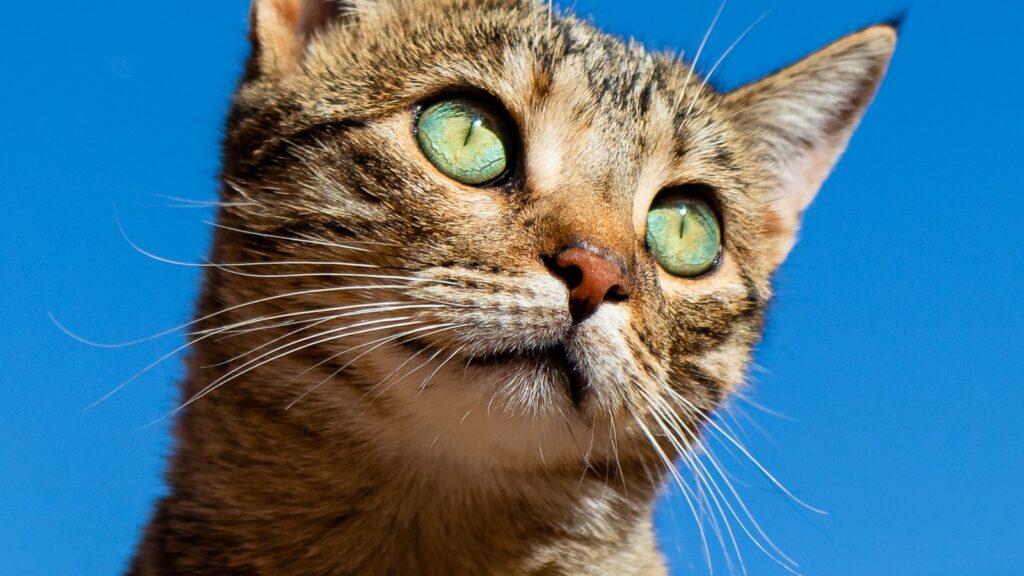 Cat at home during hot weather, needing extra care in the Australian heat