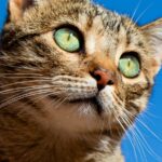 Cat at home during hot weather, needing extra care in the Australian heat