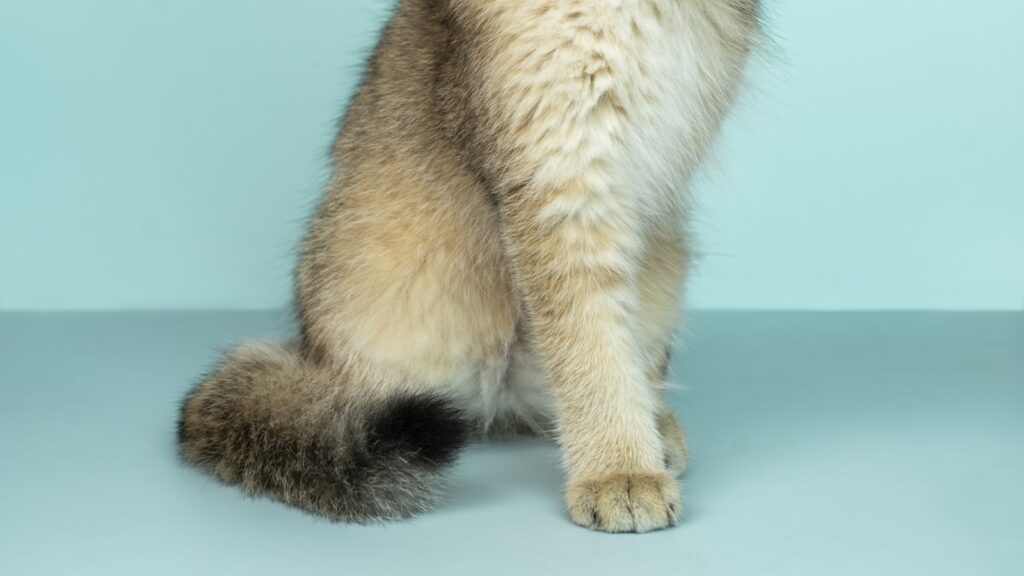Healthy cat with a glossy coat at home, kept protected against fleas and worms year-round in Australia
