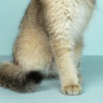 Healthy cat with a glossy coat at home, kept protected against fleas and worms year-round in Australia