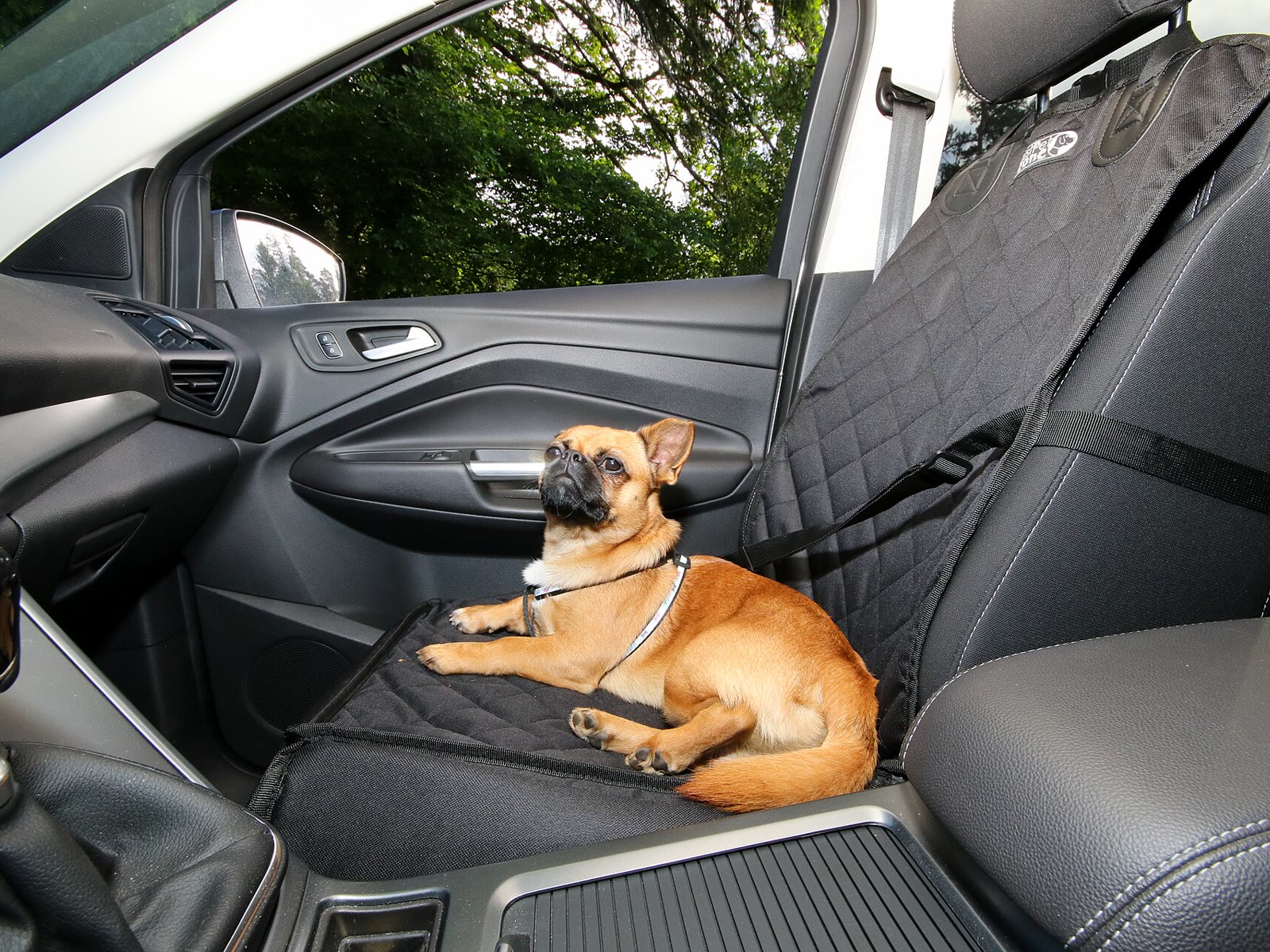Dog traveling in a car (50011304793)