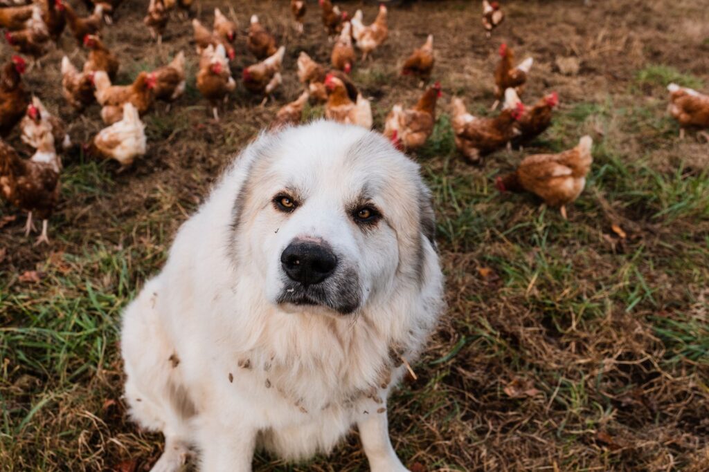 Large white livestock guardian dog sitting in a paddock among free-range brown chickens