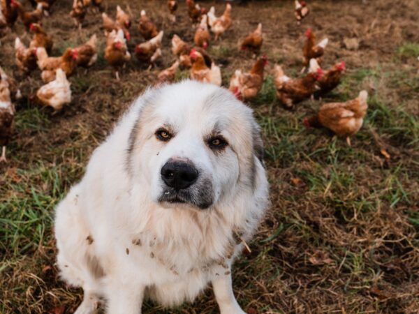Large white livestock guardian dog sitting in a paddock among free-range brown chickens