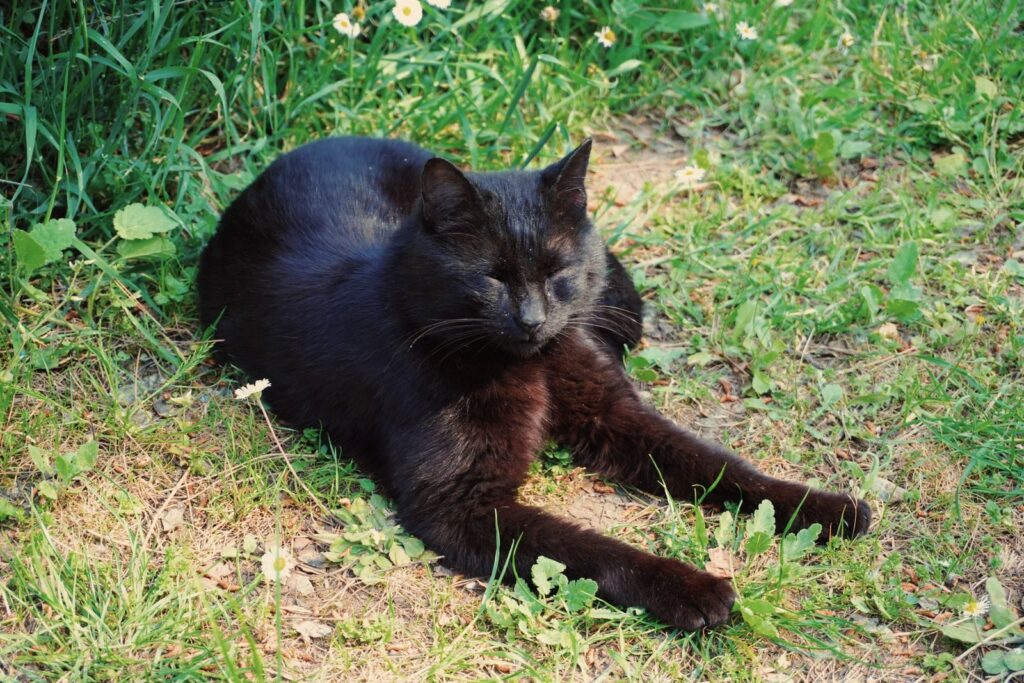 Black cat with eyes closed resting on green grass in the sunshine