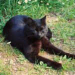 Black cat with eyes closed resting on green grass in the sunshine