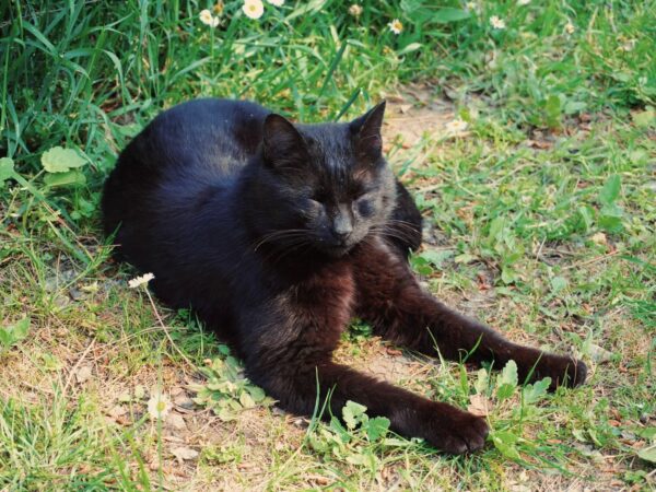 Black cat with eyes closed resting on green grass in the sunshine