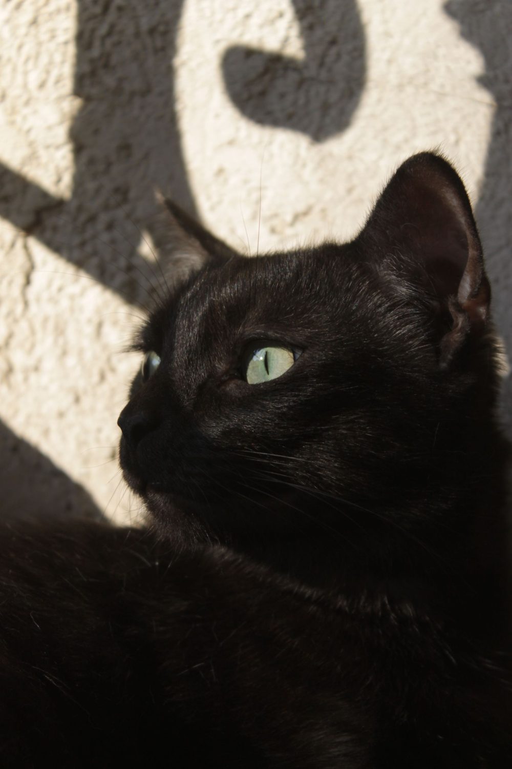 Close-up of a black cat with green eyes in bright sunlight against a pale wall