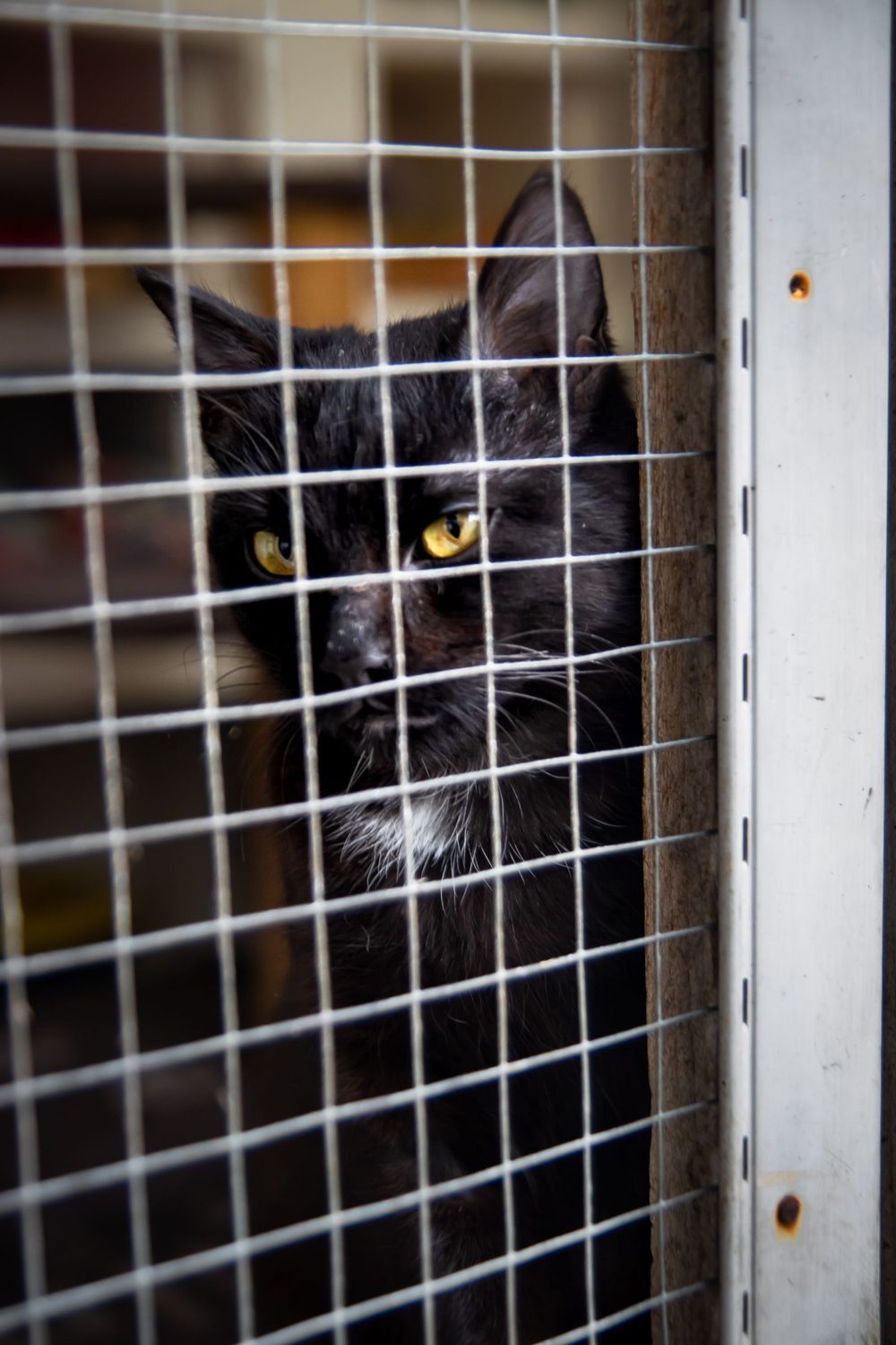Black cat with yellow eyes looking out from behind a wire mesh enclosure
