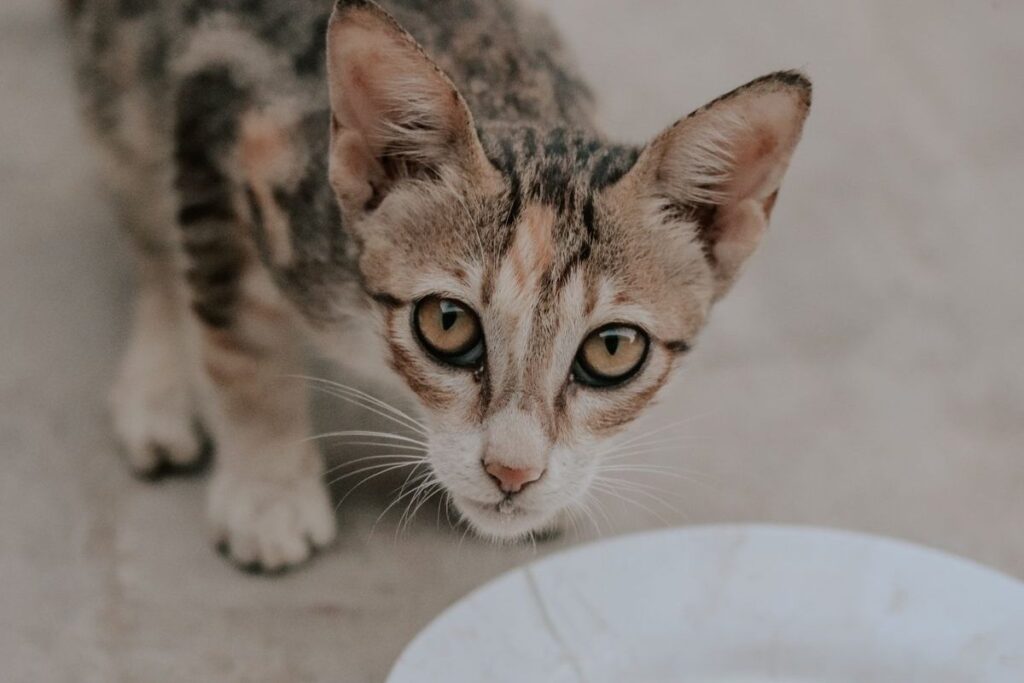 Tabby kitten looking up beside a white plate of milk