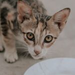 Tabby kitten looking up beside a white plate of milk