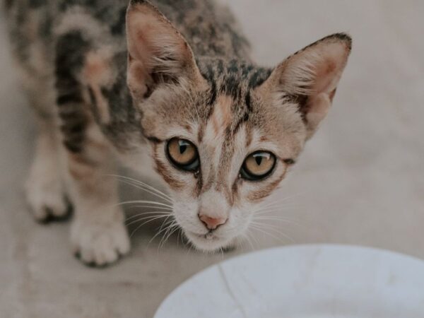 Tabby kitten looking up beside a white plate of milk