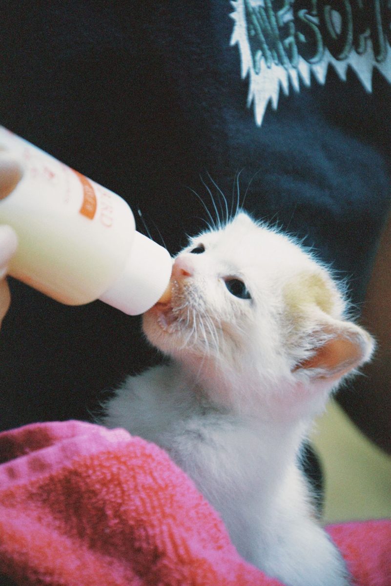 White kitten being bottle-fed milk replacer while wrapped in a pink towel