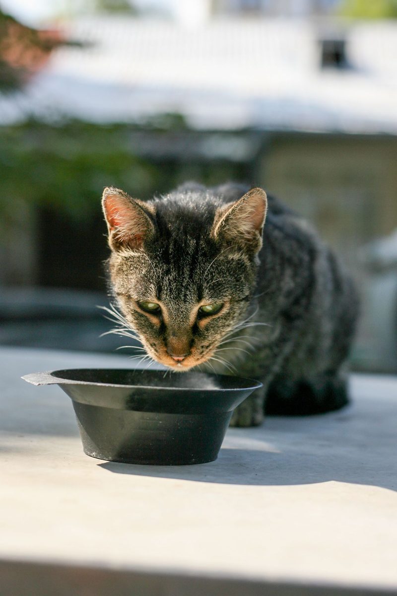 Tabby cat drinking from a black bowl outdoors in the sun