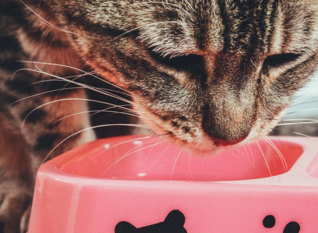 Close-up of a tabby cat eating from a pink food bowl